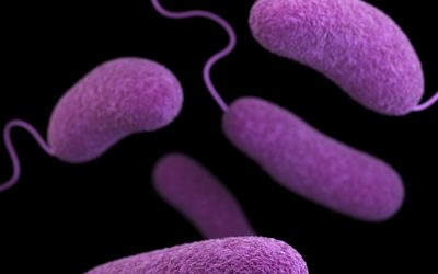 Fachberater für Darmgesundheit für einen ganzheitlichen Ansatz